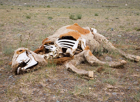 decomposing-animal-001